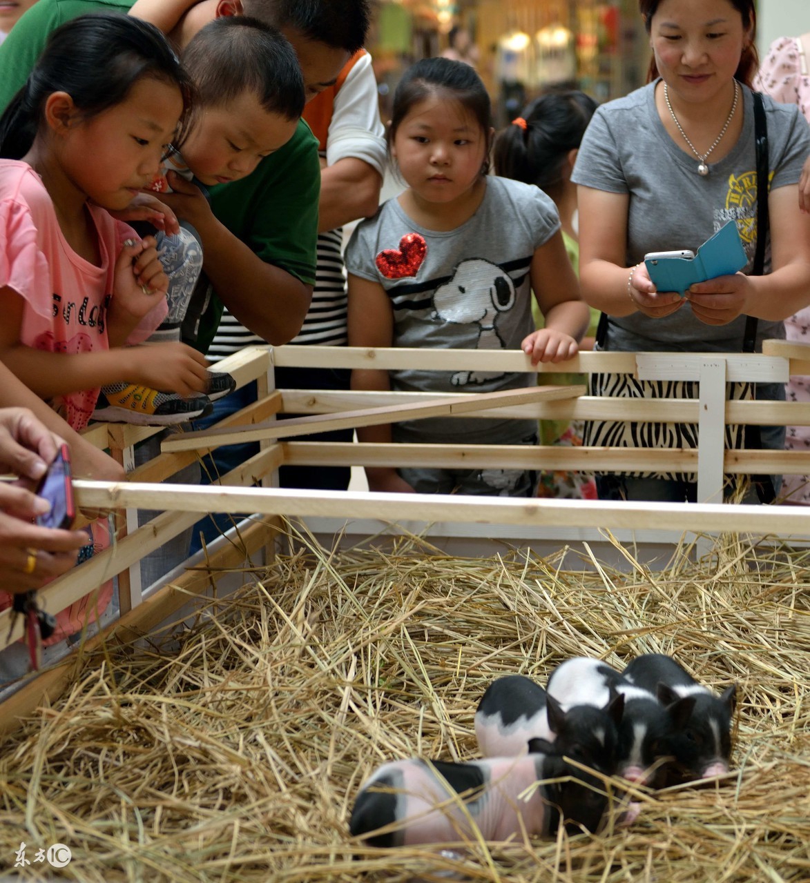 杜洛克养猪,养猪专业户视频杜洛克