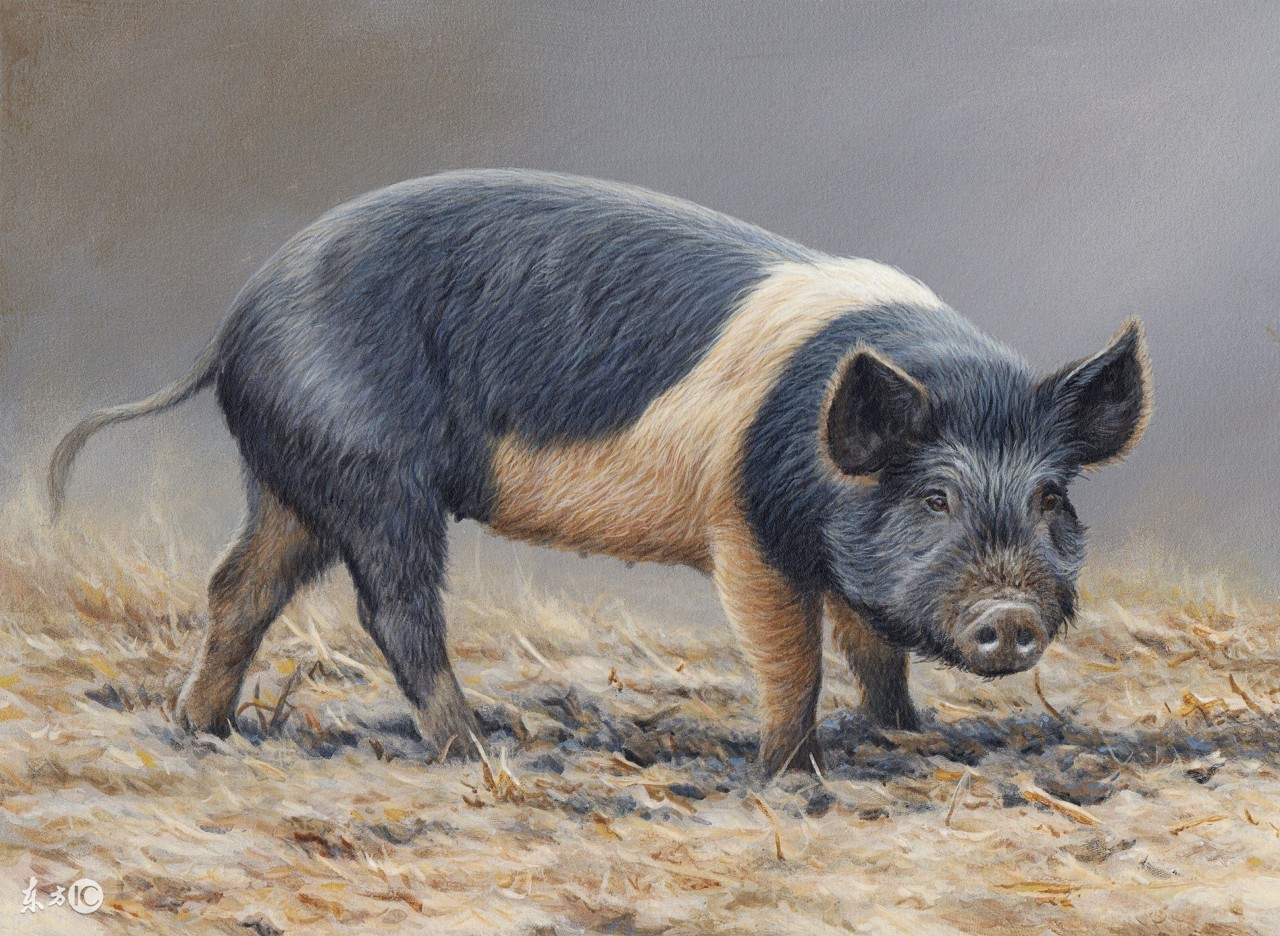 伪狂犬病什么症状怎样治疗,猪伪狂犬的症状与治疗方法