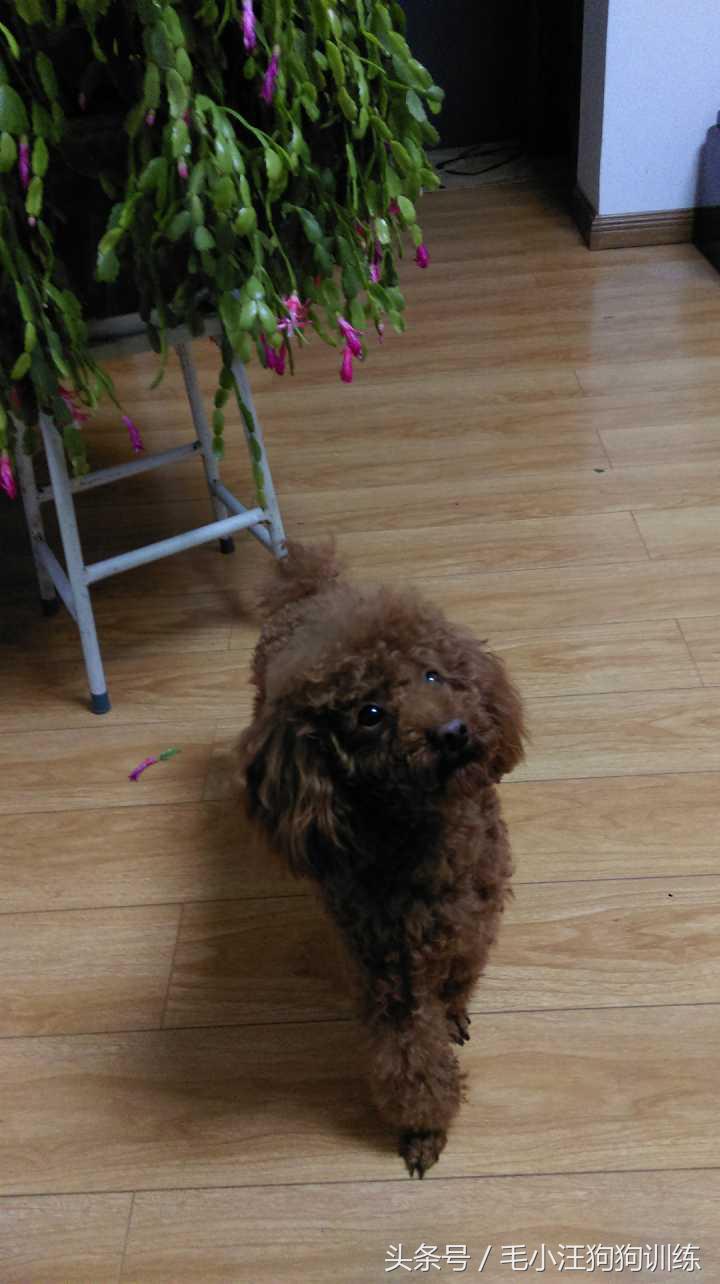 你家泰迪有没有浅色系的,当泰迪的毛被拉直