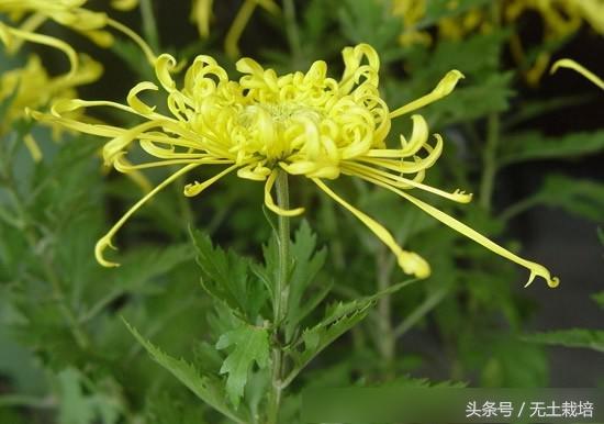 去甲醛效果最好的植物,去甲醛最好植物排行榜