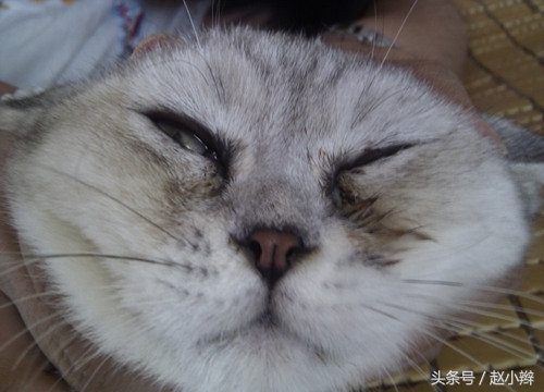 猫咪泪痕重眼屎多怎么治疗,猫有泪痕眼屎怎么治疗