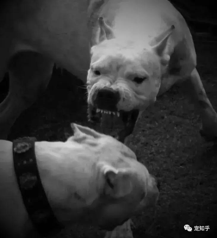 杜高犬有什么特性,杜高犬什么特性