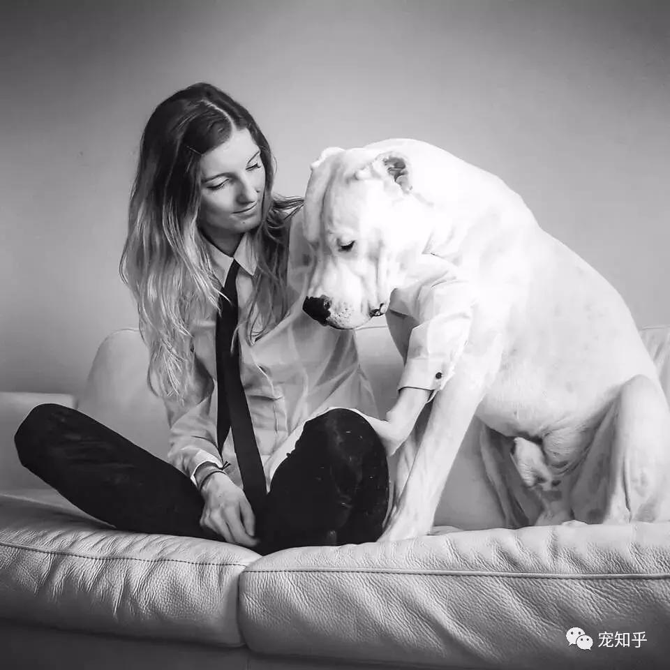 杜高犬有什么特性,杜高犬什么特性