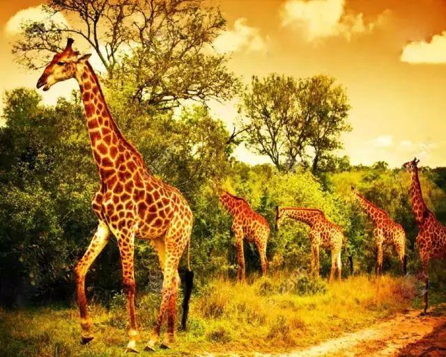 南非线路攻略|与鲨共舞、沙漠开花、隔海观鲸,你了解非洲吗?