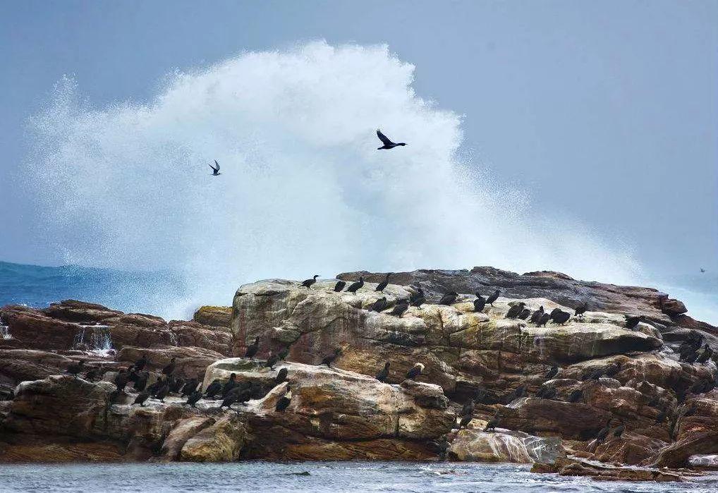 南非线路攻略|与鲨共舞、沙漠开花、隔海观鲸,你了解非洲吗?