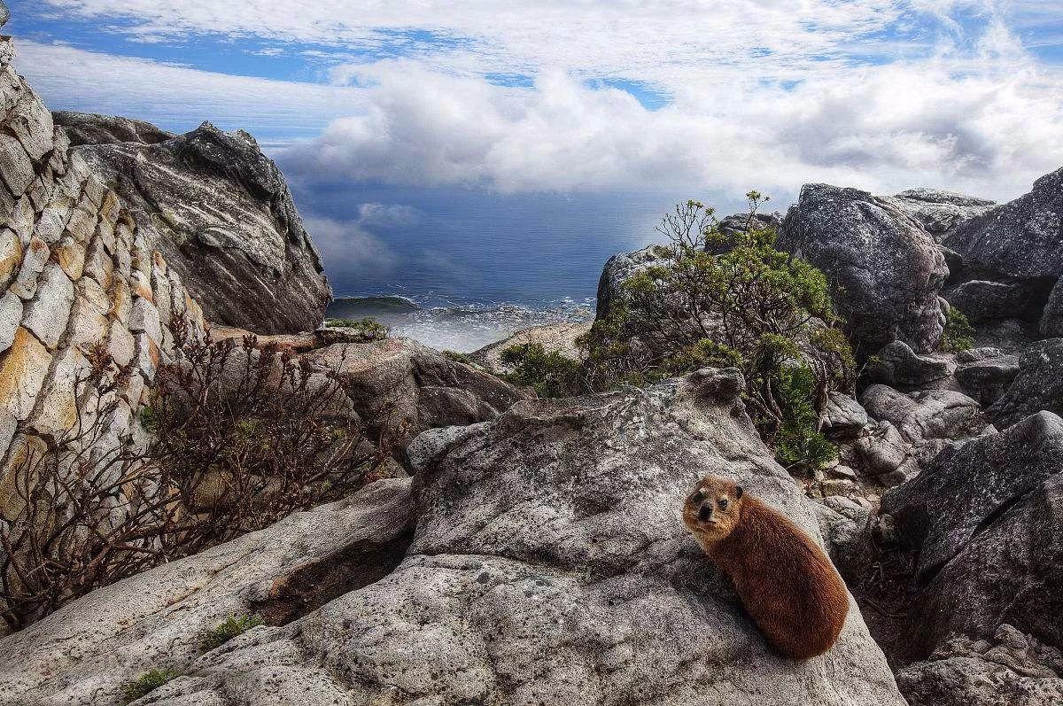南非线路攻略|与鲨共舞、沙漠开花、隔海观鲸,你了解非洲吗?