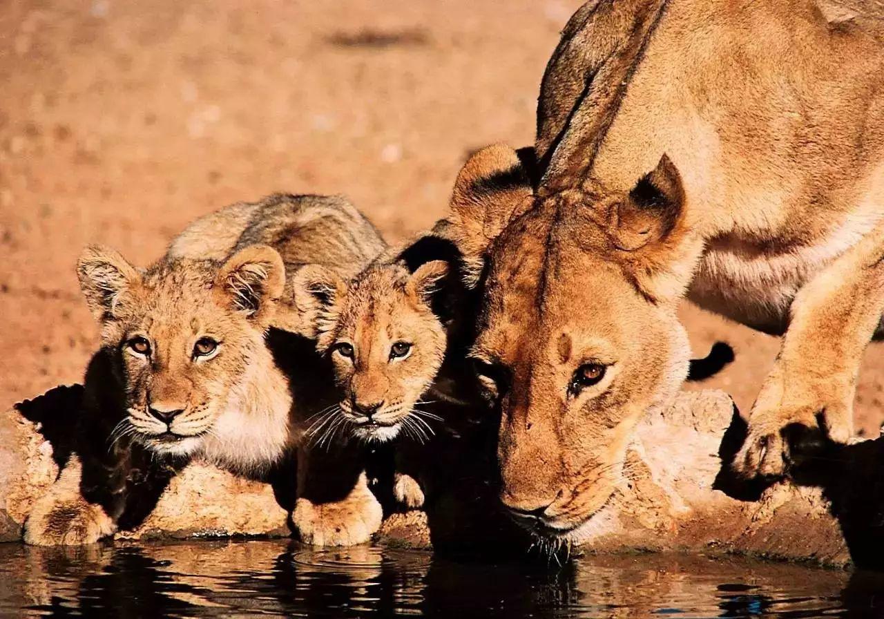 南非线路攻略|与鲨共舞、沙漠开花、隔海观鲸,你了解非洲吗?