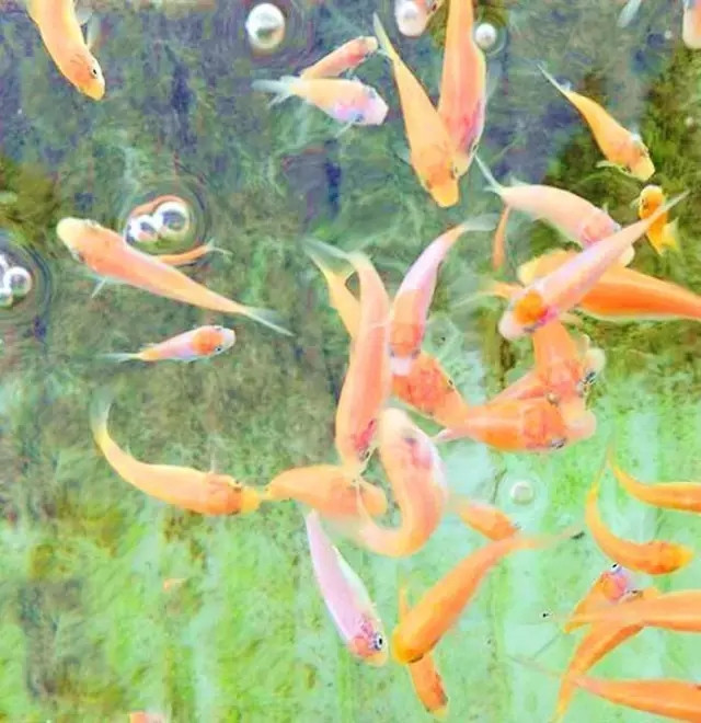 锦鲤繁殖孵化方法全过程,鱼缸锦鲤产卵后怎么孵化