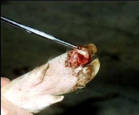 羊口蹄疫偏方治疗方法,猪口蹄疫病最佳治疗方法