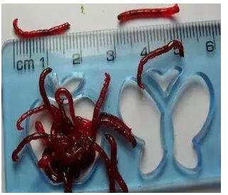 蚯蚓红虫怎么区分公母视频,红虫喂鱼还需要分公母吗