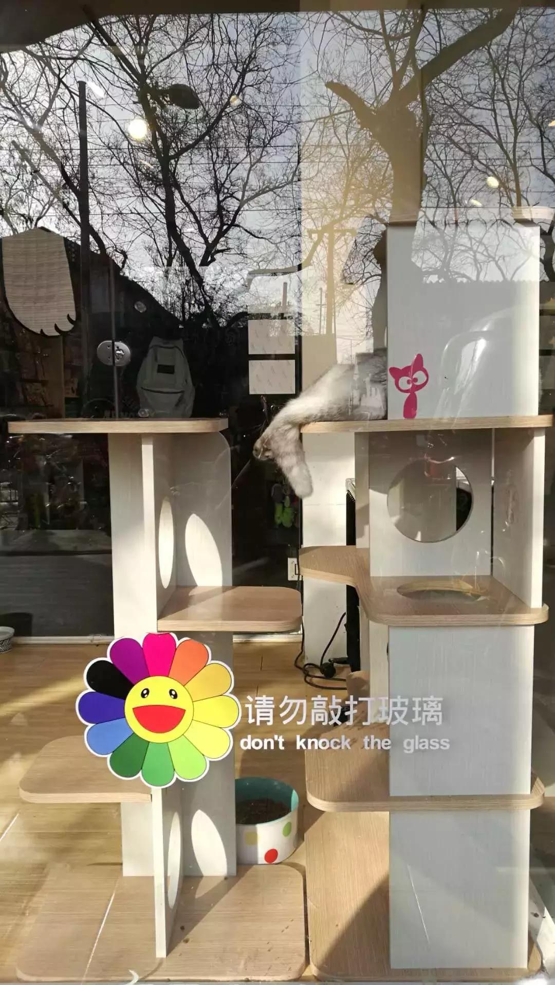 宠物店真实感受,宠物店是什么体验
