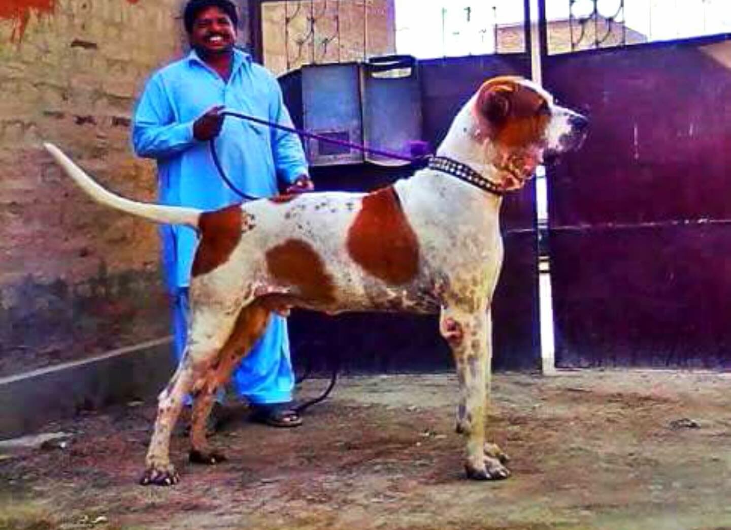 终极杀戮机器库达犬，猛犬中的战斗犬！