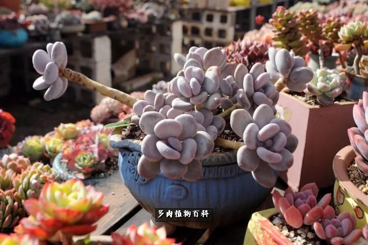 自己做多肉花盆,美肉美盆让阳台更加色彩!