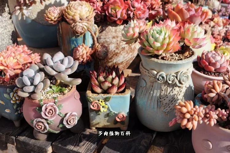 自己做多肉花盆,美肉美盆让阳台更加色彩!