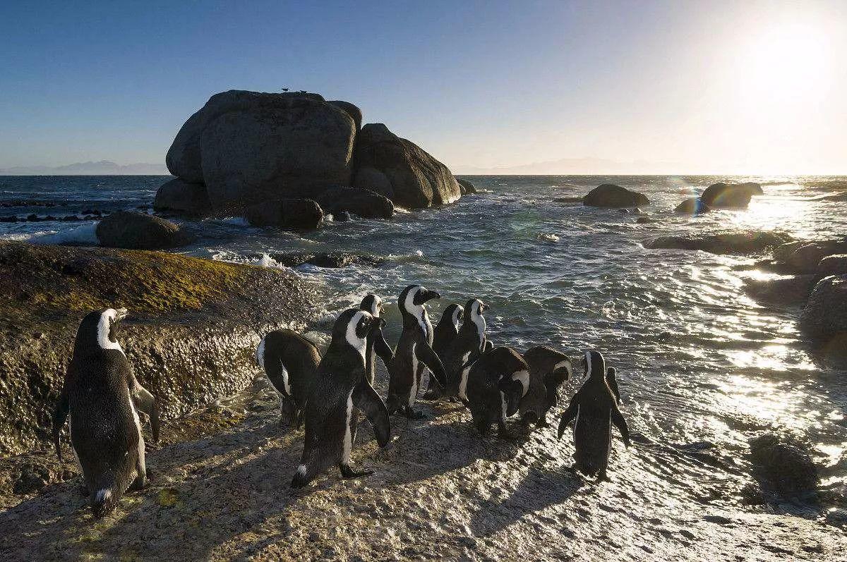 南非线路攻略|与鲨共舞、沙漠开花、隔海观鲸,你了解非洲吗?