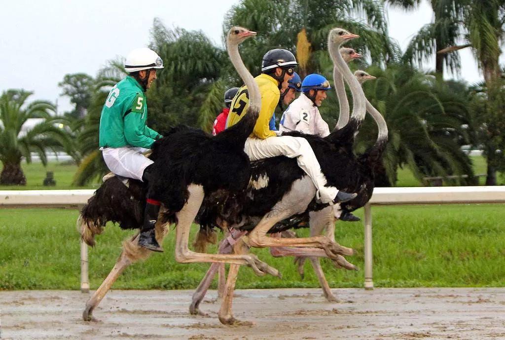 南非线路攻略|与鲨共舞、沙漠开花、隔海观鲸,你了解非洲吗?