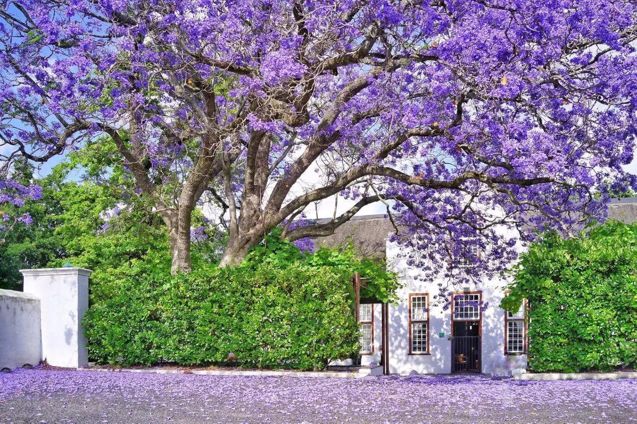 南非线路攻略|与鲨共舞、沙漠开花、隔海观鲸,你了解非洲吗?