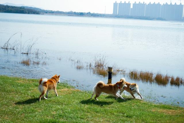 我和玛莎拉蒂的故事,我与玛莎拉蒂的故事