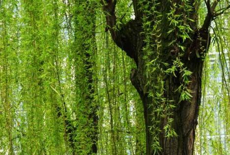 家里放什么可以阻挡一些污秽之物,屋里放什么可以辟邪