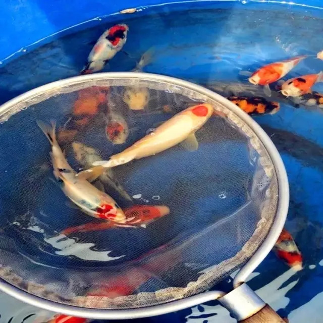 锦鲤繁殖孵化方法全过程,鱼缸锦鲤产卵后怎么孵化