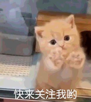 铲屎官在狗狗鼻子上玩指尖陀螺，汪星人分分钟变成对对眼