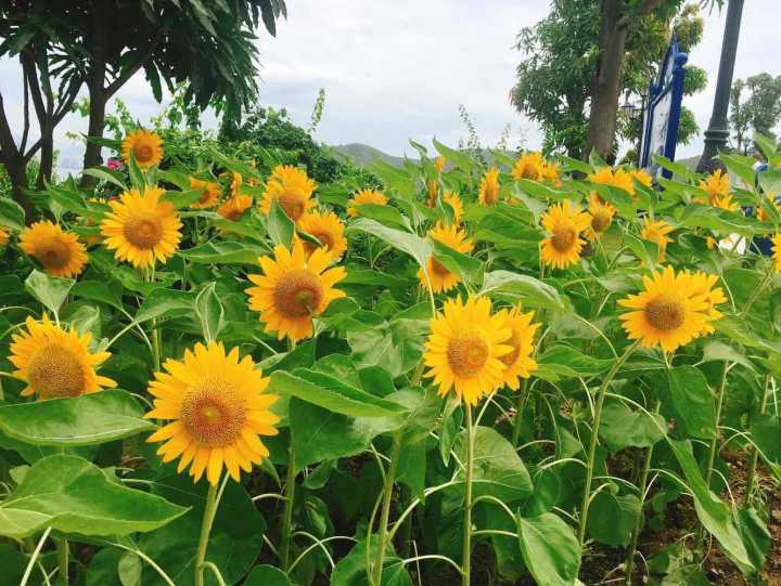 芽庄珍珠岛游乐园刺激项目,芽庄珍珠岛乐园