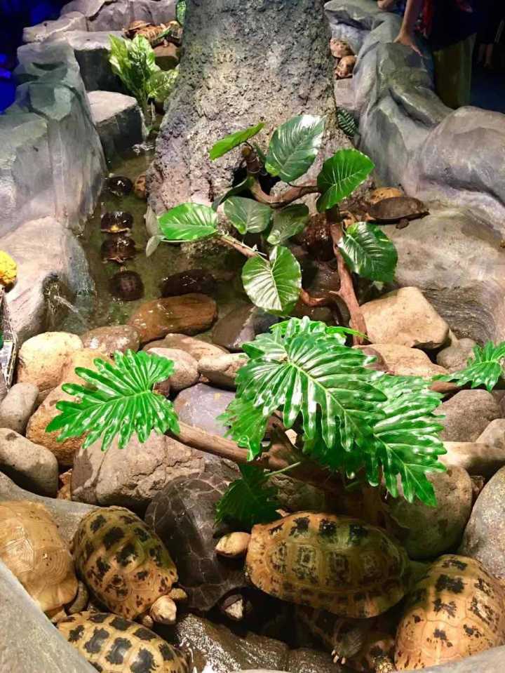 芽庄珍珠岛游乐园刺激项目,芽庄珍珠岛乐园