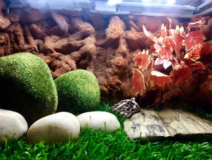 芽庄珍珠岛游乐园刺激项目,芽庄珍珠岛乐园