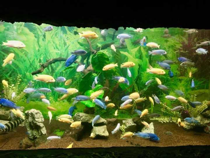 芽庄珍珠岛游乐园刺激项目,芽庄珍珠岛乐园