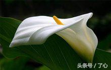 关于马蹄莲的知识,马蹄莲怎么养花必备知识