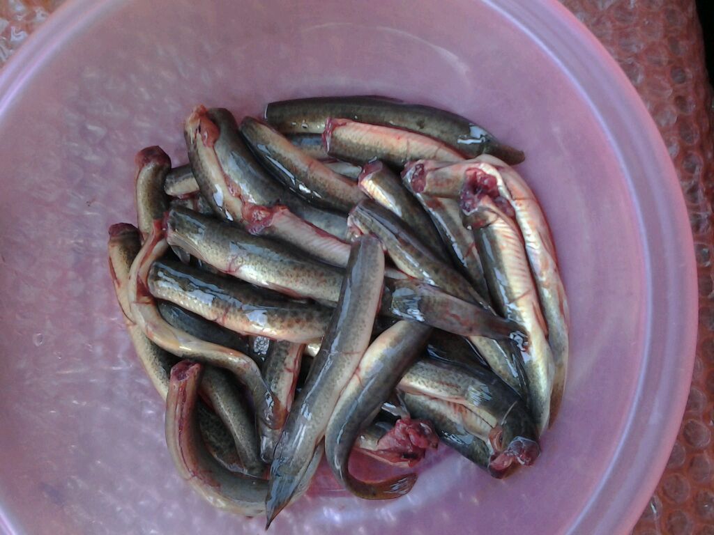 又是一年进补季，会吃好食材之泥鳅醒酒神器