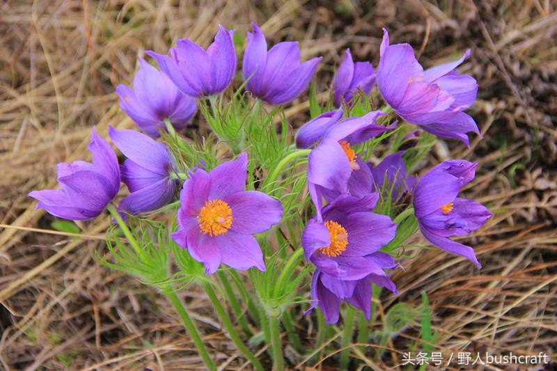 白头翁治痢疾,白头翁是痢疾的克星吗