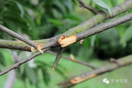 林间挖山参有什么讲究,长白山采参的讲究