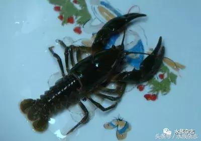 常见淡水观赏鳌虾大全,观赏鳌虾是淡水的吗