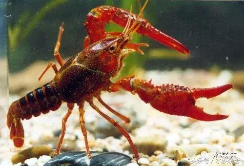 常见淡水观赏鳌虾大全,观赏鳌虾是淡水的吗