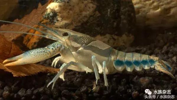 常见淡水观赏鳌虾大全,观赏鳌虾是淡水的吗