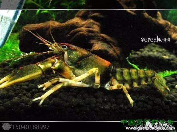 常见淡水观赏鳌虾大全,观赏鳌虾是淡水的吗