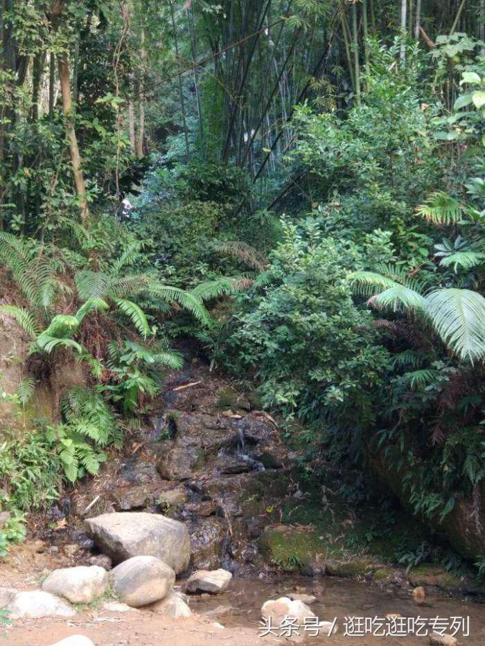 去萝岗香雪公园看梅花最佳时间,广州市白云山梅花谷赏梅花