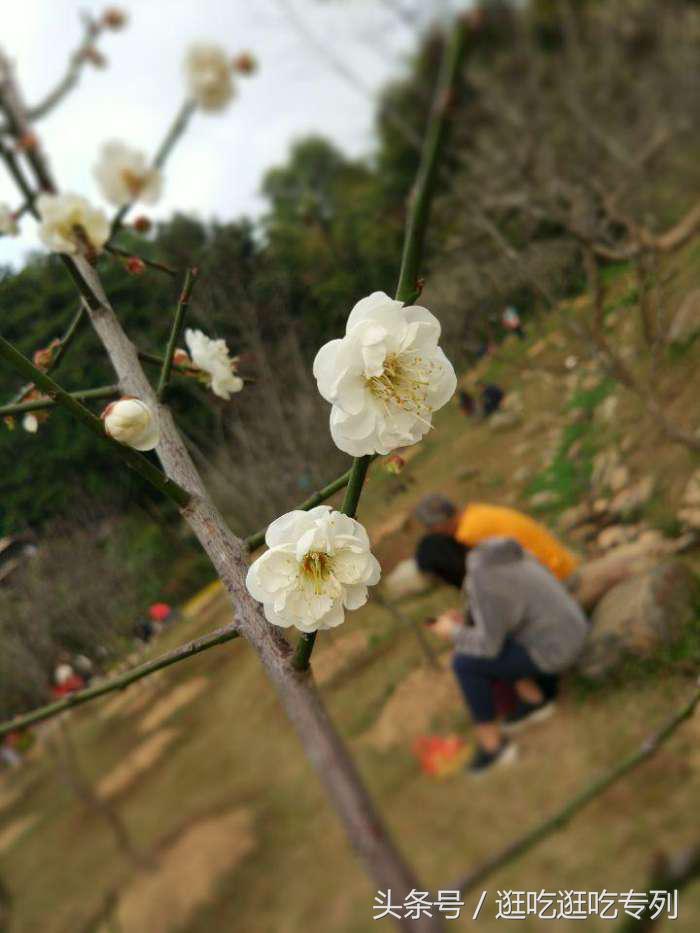 去萝岗香雪公园看梅花最佳时间,广州市白云山梅花谷赏梅花