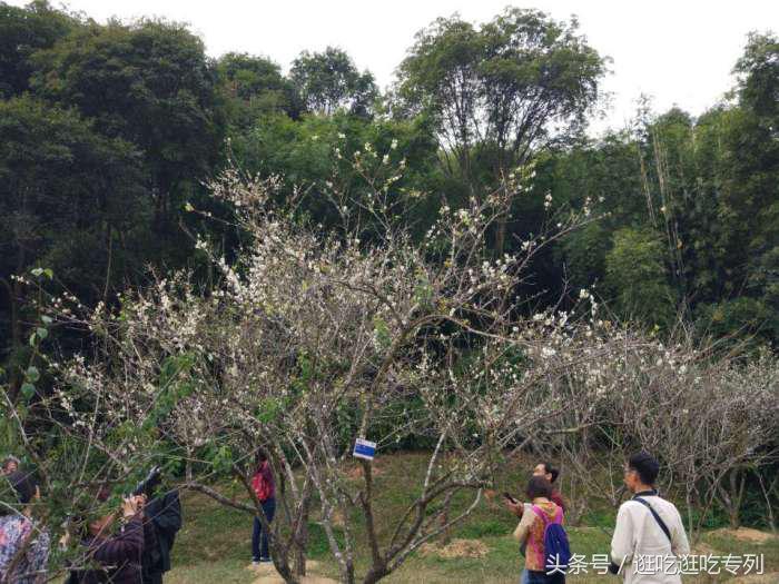 去萝岗香雪公园看梅花最佳时间,广州市白云山梅花谷赏梅花