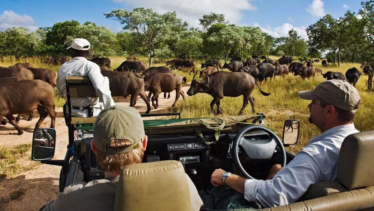 南非线路攻略|与鲨共舞、沙漠开花、隔海观鲸,你了解非洲吗?