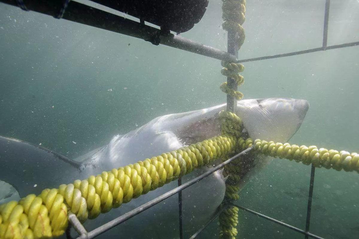 南非线路攻略|与鲨共舞、沙漠开花、隔海观鲸,你了解非洲吗?