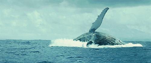 南非线路攻略|与鲨共舞、沙漠开花、隔海观鲸,你了解非洲吗?