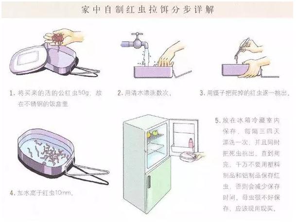 蚯蚓红虫怎么区分公母视频,红虫喂鱼还需要分公母吗
