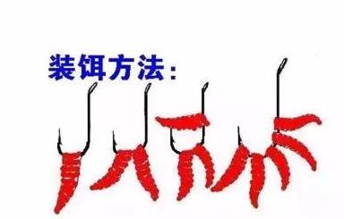 蚯蚓红虫怎么区分公母视频,红虫喂鱼还需要分公母吗