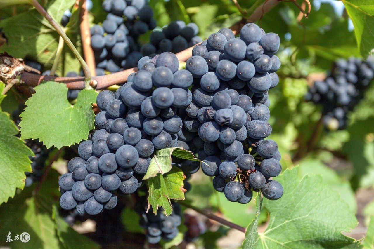 吃水果可以解酒吗,吃水果对解酒有影响吗