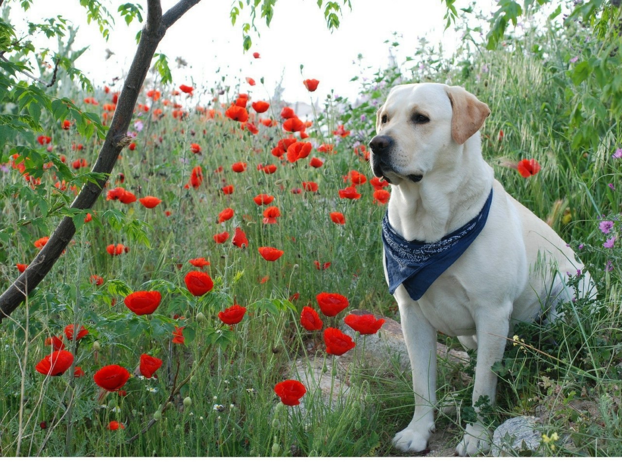 聪明的纯种拉布拉多,性格温顺聪明的狗狗中型犬