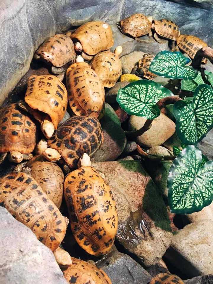 芽庄珍珠岛游乐园刺激项目,芽庄珍珠岛乐园