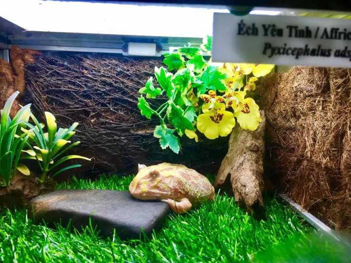 芽庄珍珠岛游乐园刺激项目,芽庄珍珠岛乐园