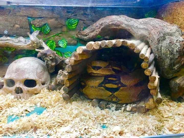 芽庄珍珠岛游乐园刺激项目,芽庄珍珠岛乐园